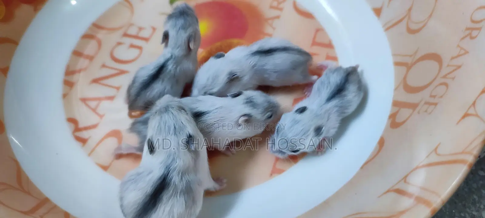 Winter Hamsters (7 pcs)