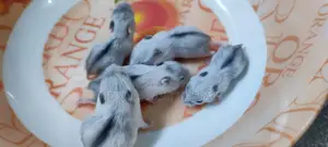 Winter Hamsters (7 pcs)
