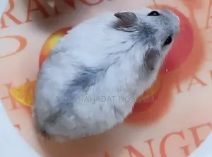 Winter Hamsters (7 pcs)
