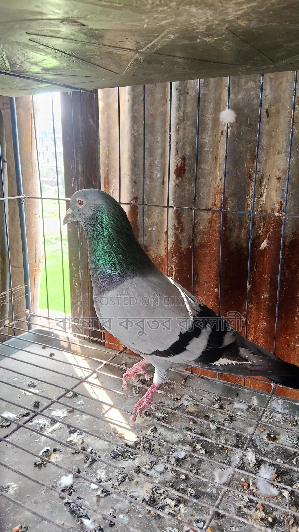 Racer Male