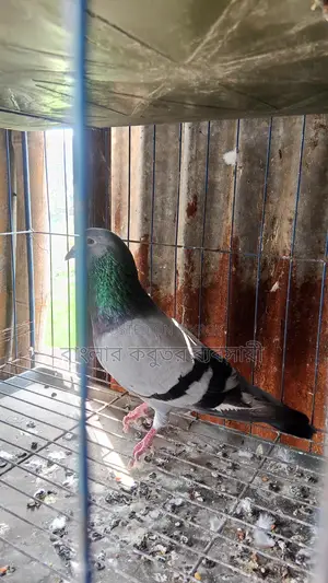 Racer Male