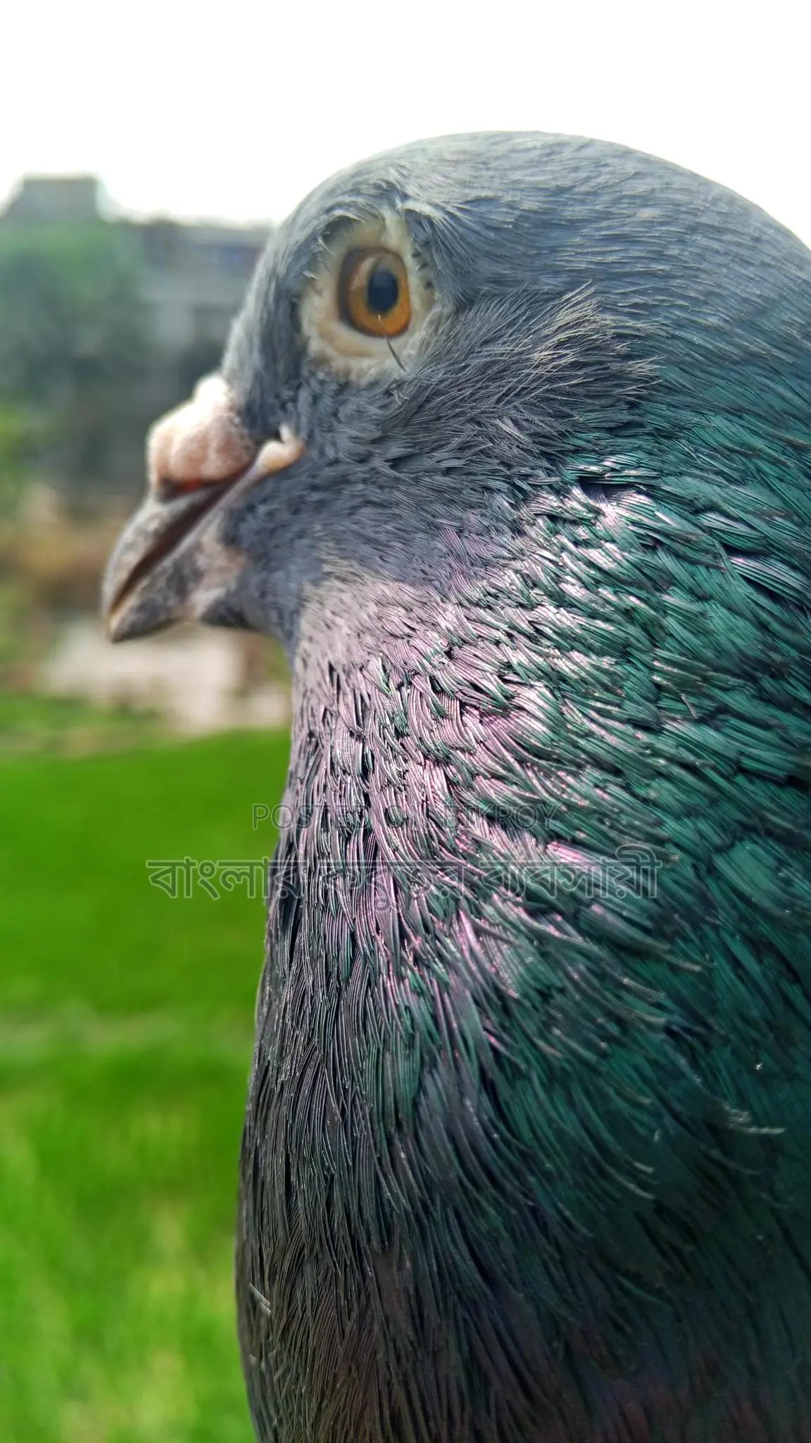 Racer Male