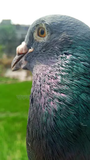 Racer Male