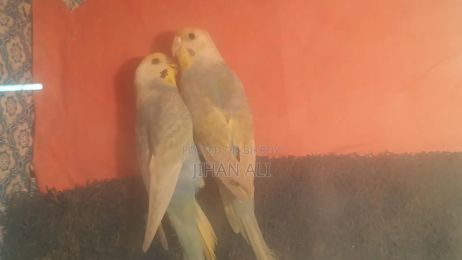 Rainbow Budgerigar