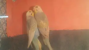 Rainbow Budgerigar