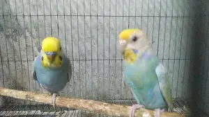 Rainbow Budgerigar