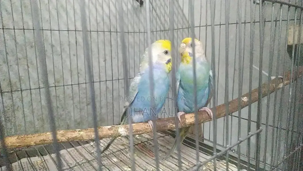 Rainbow Budgerigar