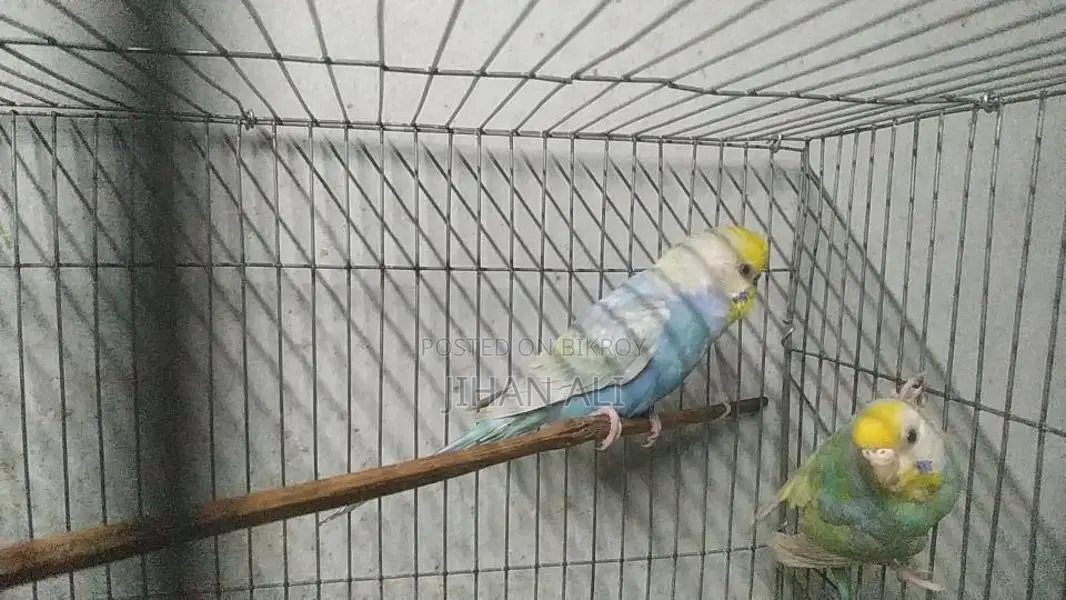 Rainbow Budgerigar