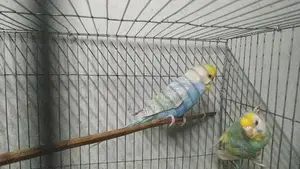 Rainbow Budgerigar