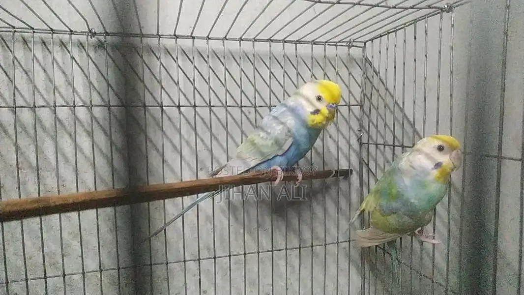 Rainbow Budgerigar