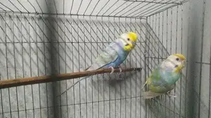 রেইনবো বাজরিগার