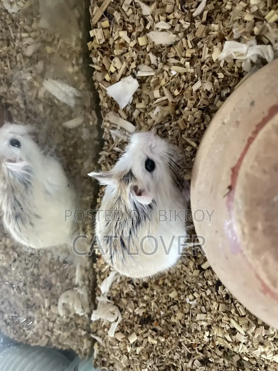 Roborovski Hamster Male