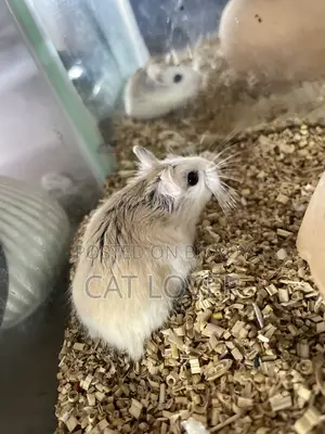 Roborovski Hamster Male