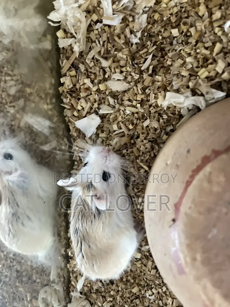 Roborovski Hamster Male