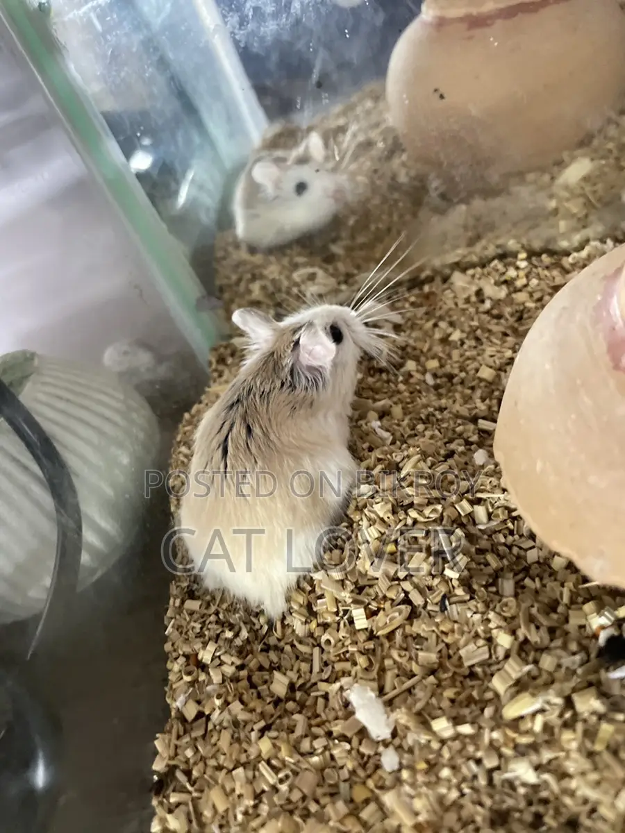 Roborovski Hamster Male