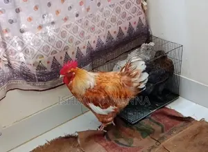 একটি ব্রাহমা মোরগ বিক্রয় করা হবে