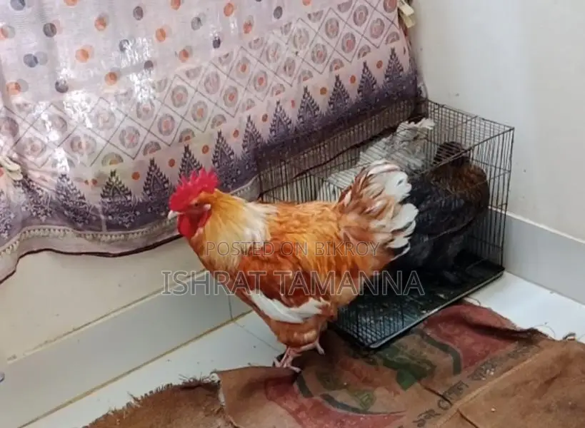 একটি ব্রাহমা মোরগ বিক্রয় করা হবে