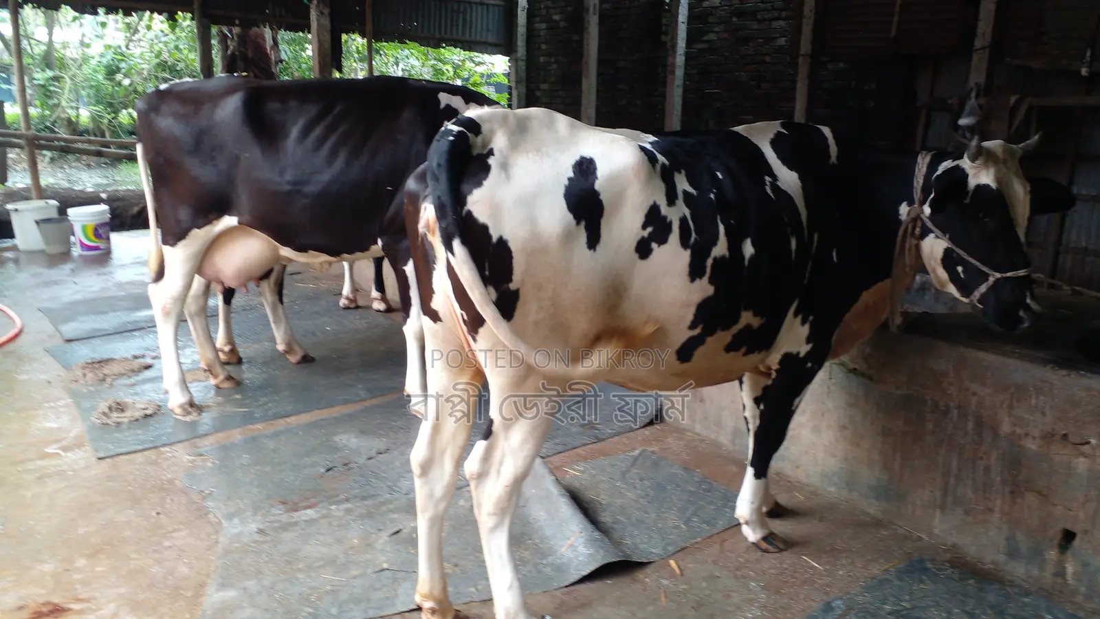 ১০৪৬নং ২টি গাভী বিক্রি ।
