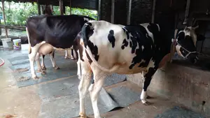 Ad No. 1046: 2 Cows for Sale.