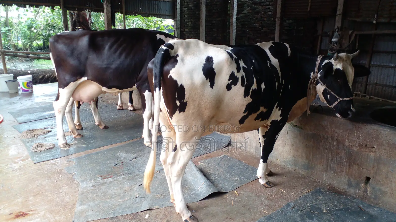 ১০৪৬নং ২টি গাভী বিক্রি ।