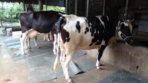 ১০৪৬নং ২টি গাভী বিক্রি ।