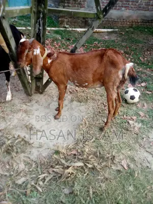 Sell post: 2 female goats, 1 male baby goat