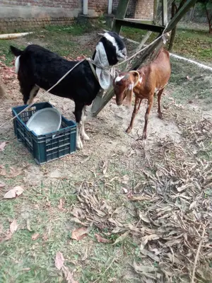 Sell post: 2 female goats, 1 male baby goat