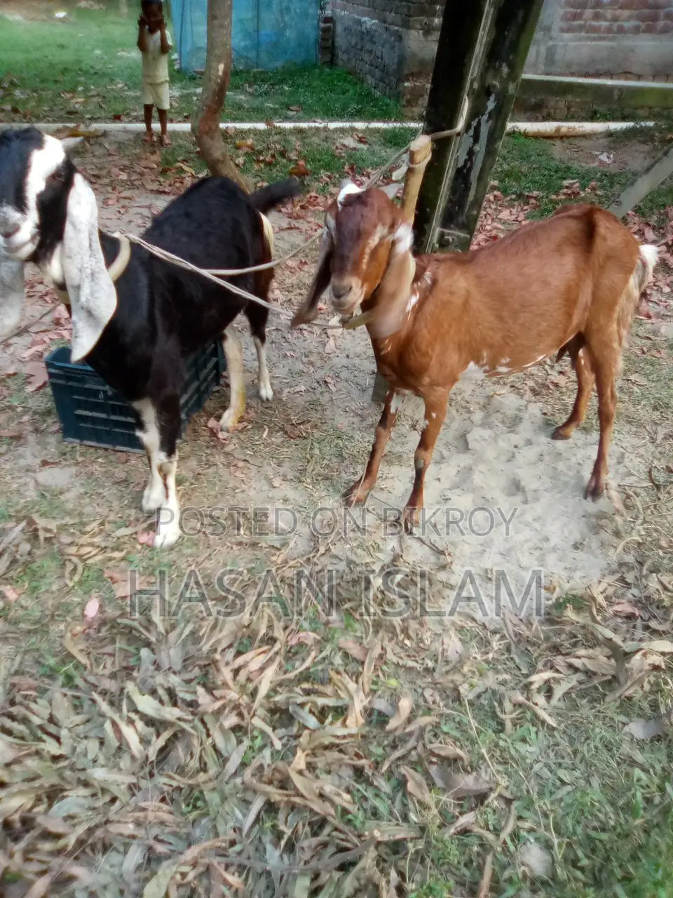 Sell post: 2 female goats, 1 male baby goat