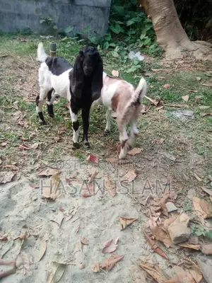 Sell post: 2 female goats, 1 male baby goat