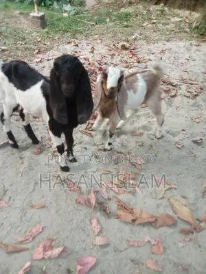 Sell post: 2 female goats, 1 male baby goat