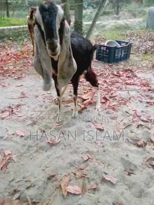 Goats for Sale