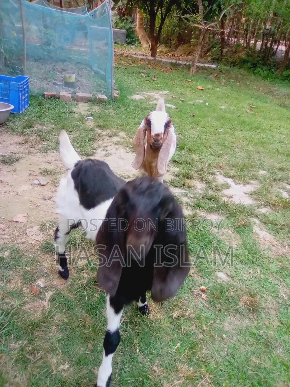 Goats for Sale