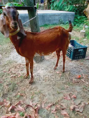 Goats for Sale