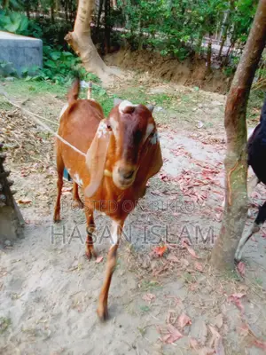 Goats for Sale