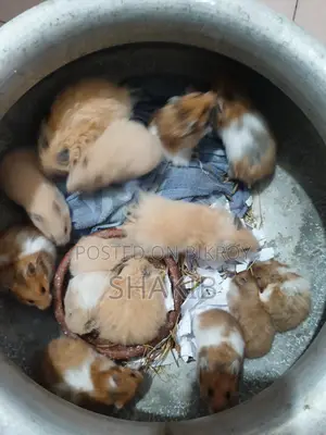 Hamster Available