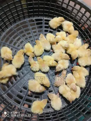 King Quail Eggs