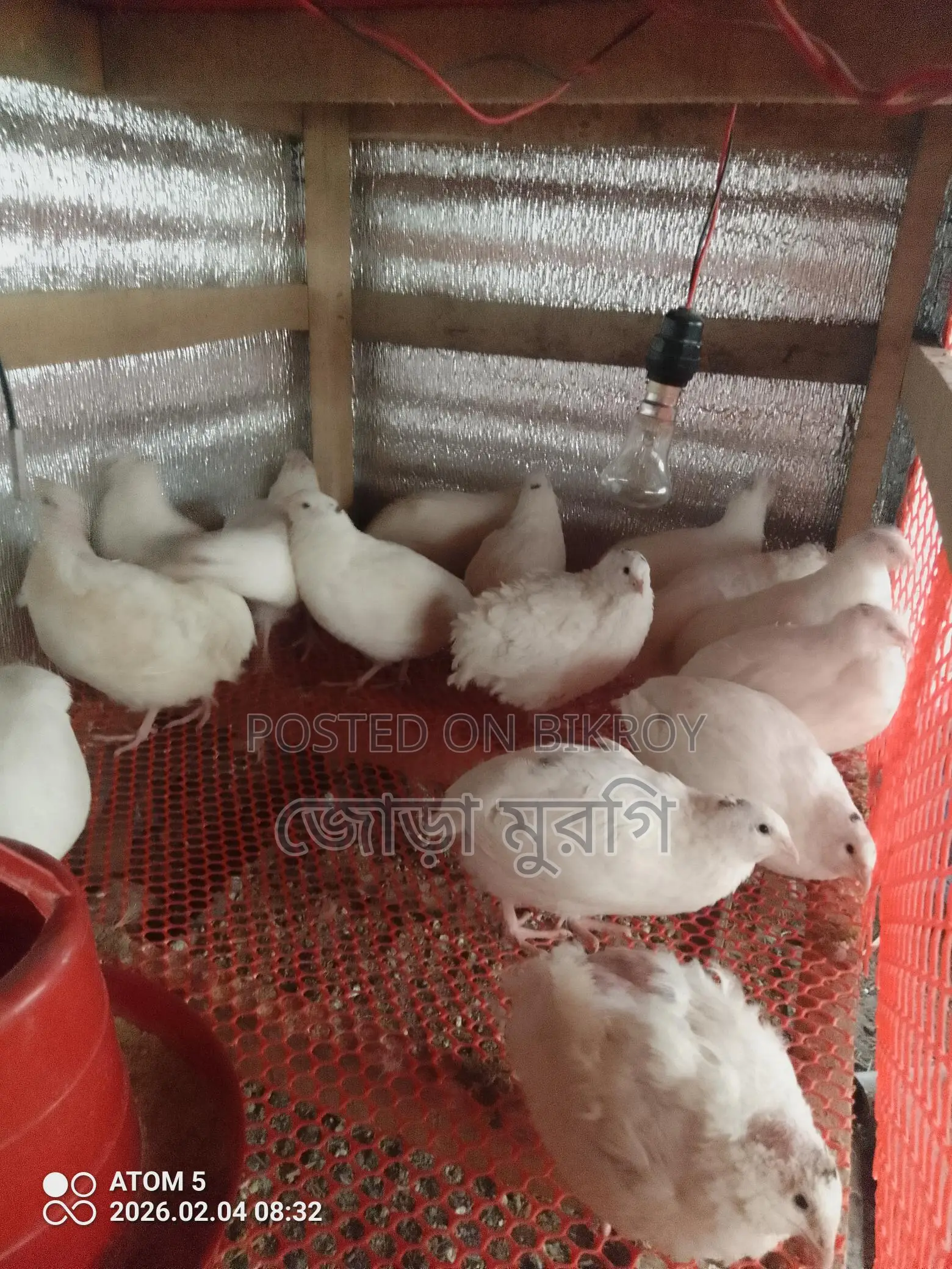 King Quail Eggs