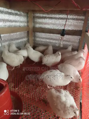 King Quail Eggs