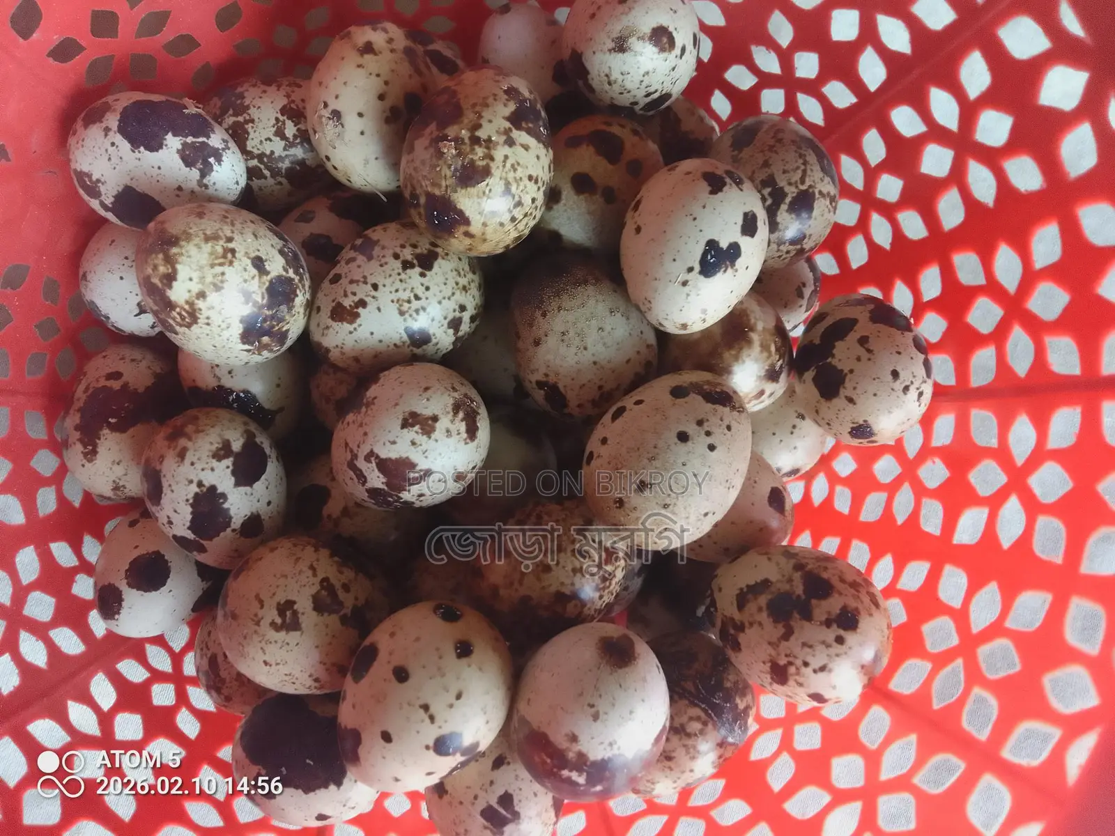 King Quail Eggs