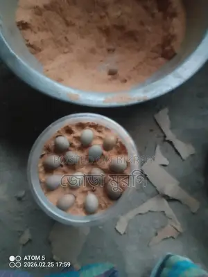 King Quail Eggs