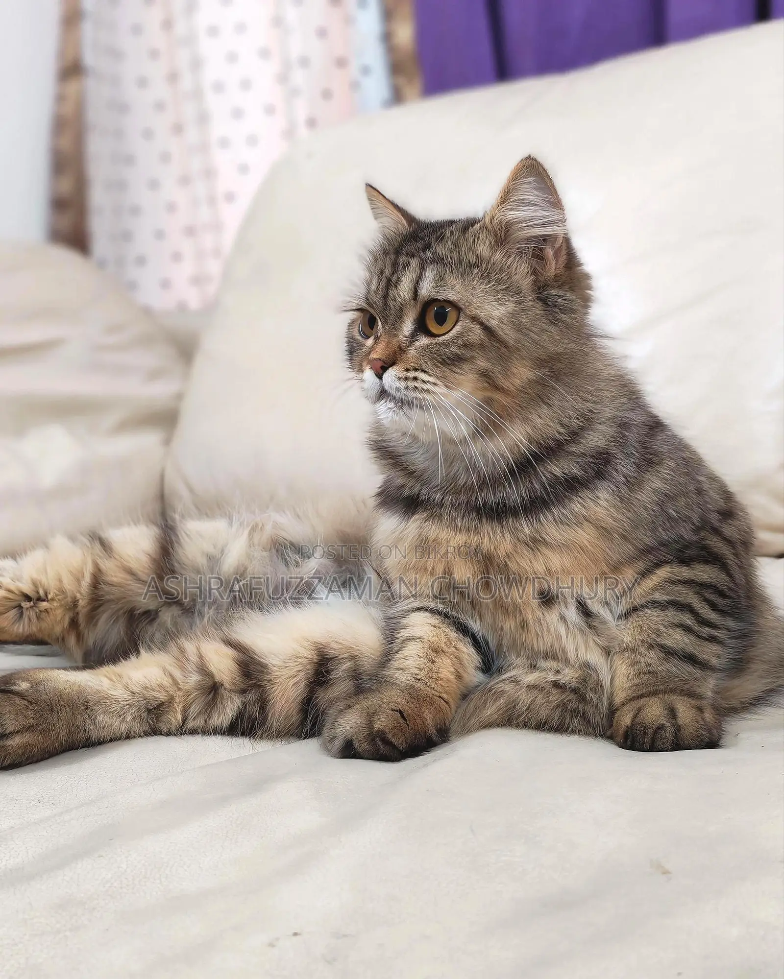 Brown Tabby Doll Face Persian