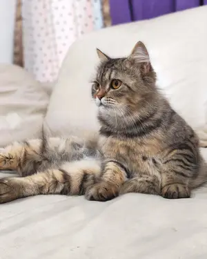 Brown Tabby Doll Face Persian