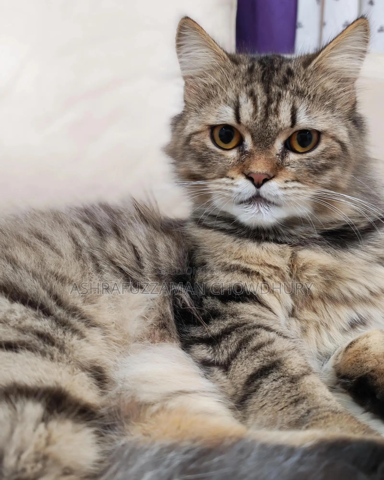 Brown Tabby Doll Face Persian