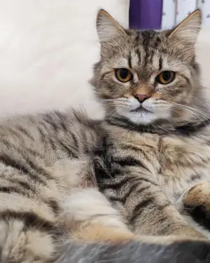Brown Tabby Doll Face Persian