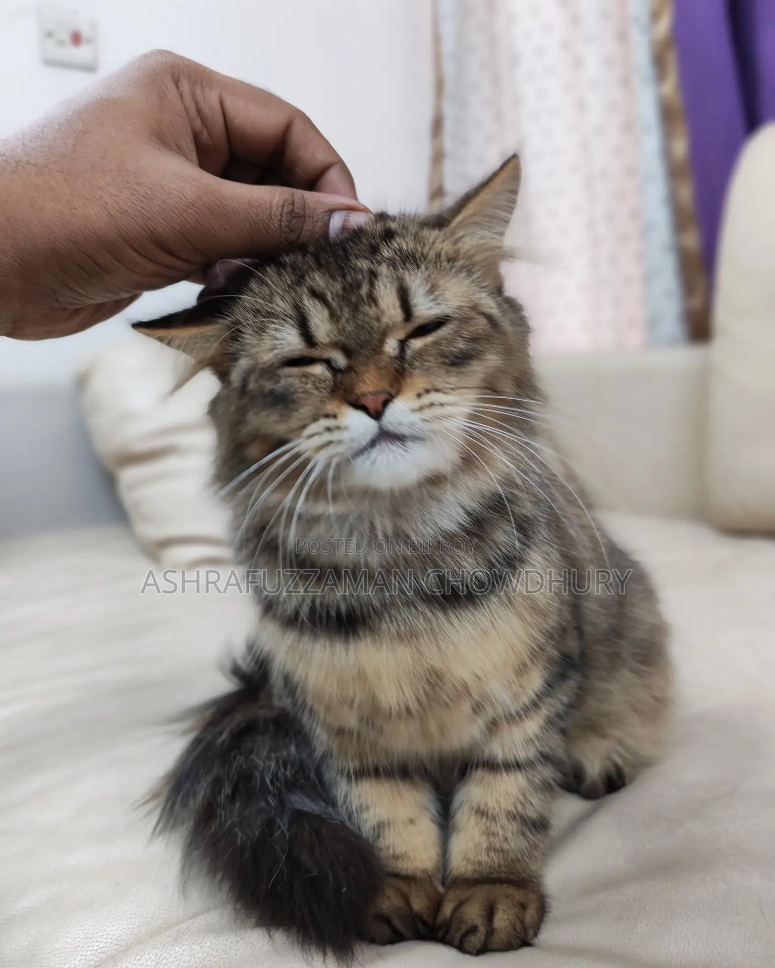 Brown Tabby Doll Face Persian
