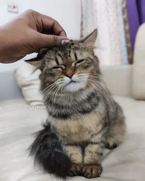 Brown Tabby Doll Face Persian