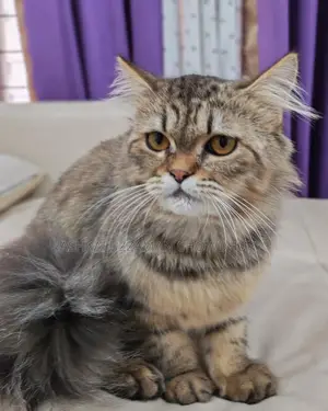 Brown Tabby Doll Face Persian
