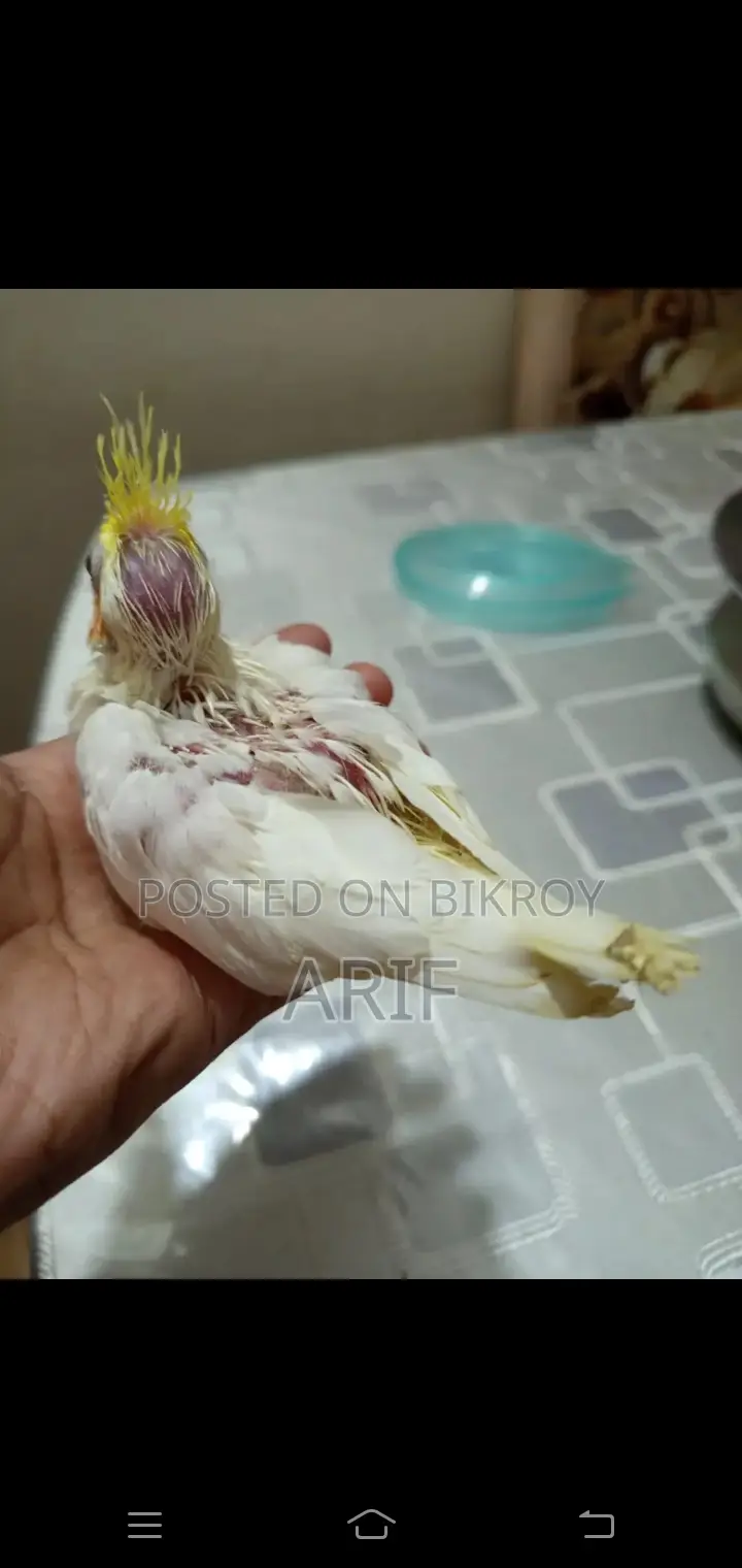 Tame Hand-Fed Baby Bird