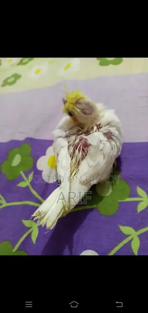 Tame Hand-Fed Baby Bird