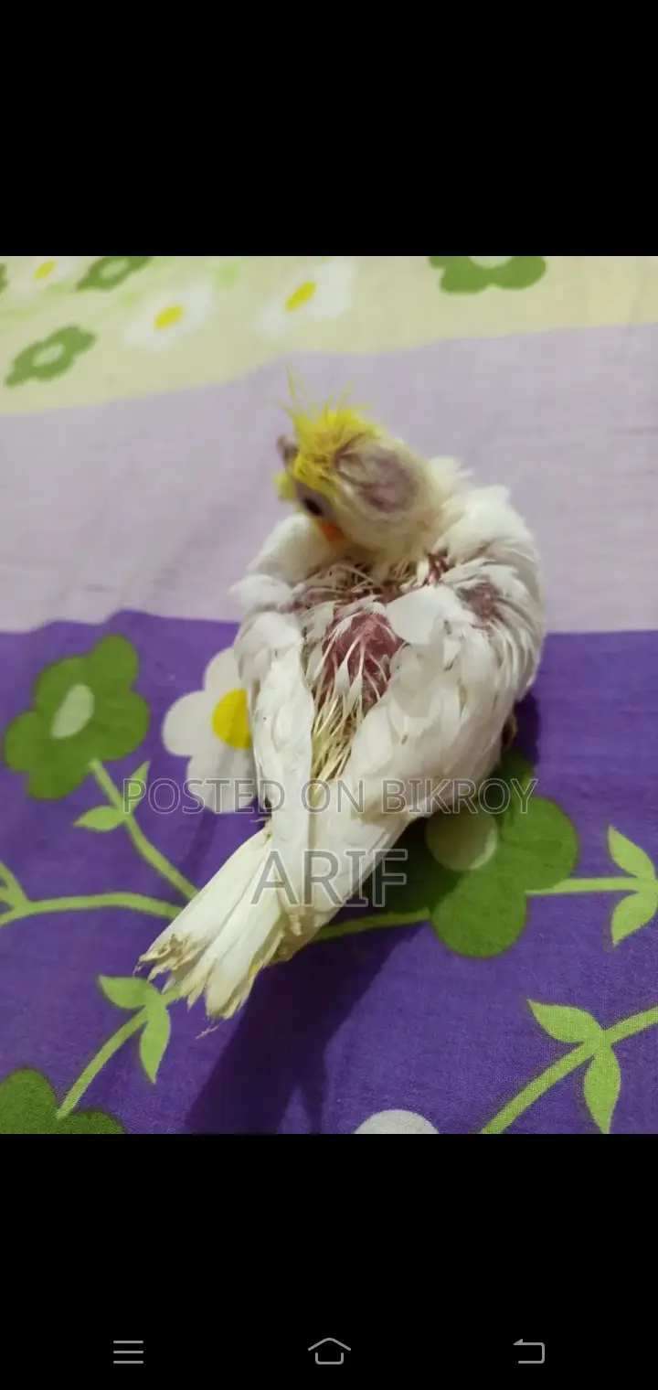 Tame Hand-Fed Baby Bird